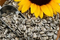 Video: Hạt hướng dương có tác dụng gì, ăn nhiều có tốt không?