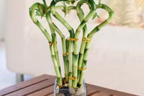 Video: Trồng gấp cây này vào cuối năm để được bình an may mắn