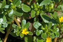 Video: Thế giới săn lùng loại rau trường thọ, VN bỏ đi vì nghĩ là cỏ dại