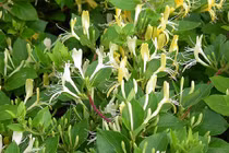 Video: Thần dược trị bách bệnh mọc nhiều ở Việt Nam mà ít ai ngờ