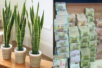 Video: Nghèo mấy cũng giàu lên nhanh chóng nếu có thứ này trong nhà