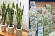 Video: Nghèo mấy cũng giàu lên nhanh chóng nếu có thứ này trong nhà