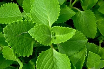 Video: Ai trồng cây này chẳng khác nào có thuốc quý trong nhà