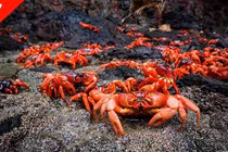 Video: 10 cuộc di cư ấn tượng và ngoạn mục nhất thế giới