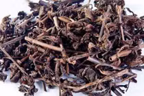 Video: Khám phá loài cây "cứu tinh" bệnh gan có nhiều ở làng quê miền Bắc