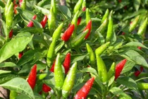 Video: 5 loại cây chữa đau lưng vô cùng hiệu quả