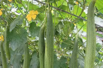 Video: Mọi thứ trên cây mướp đều là thuốc quý 