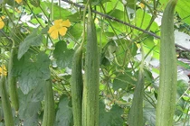 Video: Mọi thứ trên cây mướp đều là thuốc quý 