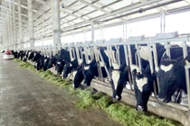 Vinamilk sản xuất sữa A2 đầu tiên tại Việt Nam 