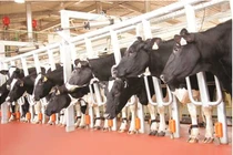 Chuyện lạ về những con bò sướng như “ông hoàng, bà chúa“