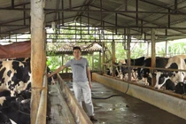 Vắt sữa bò ra... ô tô