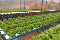 Nông nghiệp cần những DN không chỉ “mua đi bán lại”