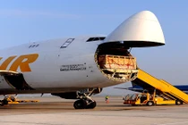 Vinamilk nhập tiếp bò sữa mang thai từ Úc về Việt Nam