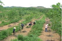 Thuận lợi và khó khăn trong thực hiện chính sách đất đai để tích tụ, tập trung ruộng đất nông nghiệp ở Hà Nam