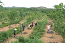 Thuận lợi và khó khăn trong thực hiện chính sách đất đai để tích tụ, tập trung ruộng đất nông nghiệp ở Hà Nam