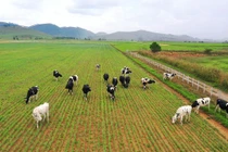 Vinamilk vào Top 5 cổ phiếu đáng quan tâm của Đông Nam Á