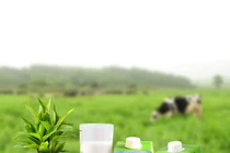 TH True Milk “hữu cơ hóa” ngành sữa Việt! 