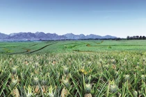 Vinamilk công bố đối tác liên doanh tại Philippines