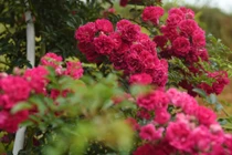 1.000 gốc hồng đua nở, Fansipan hóa thiên đường 