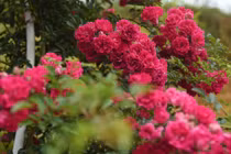 1.000 gốc hồng đua nở, Fansipan hóa thiên đường 