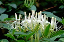 Cây kim ngân có thể hỗ trợ làm giảm tác hại của cúm đối với cơ thể