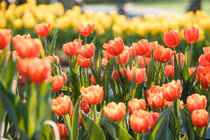 Mê mải giữa “đồi” tulip ngạt ngào hương sắc tại Bà Nà