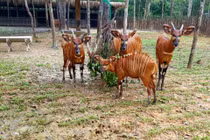 4 “F1” hổ quý Bengal chào đời tại Vinpearl Safari