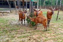 4 “F1” hổ quý Bengal chào đời tại Vinpearl Safari