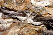  Giải pháp phát triển chim yến bền vững