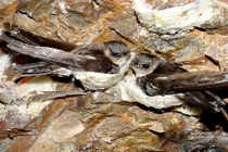  Giải pháp phát triển chim yến bền vững