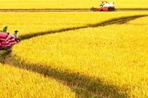 Đề xuất bổ sung, hoàn thiện chính sách, pháp luật đất đai phát triển nông nghiệp, nông thôn theo hướng hiện đại, bền vững trong bối cảnh mới