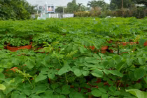 Truy tìm loài rau tự kháng sâu, bọ tốt hơn thuốc bổ