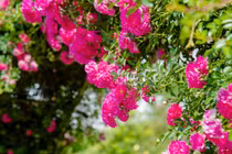 Có gì đặc biệt ở Lễ hội hoa hồng Fansipan 2022?