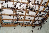 Tình hình nuôi chim yến và phương hướng quy hoạch