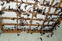 Tình hình nuôi chim yến và phương hướng quy hoạch