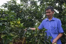 Sơn La: Khánh thành nhà máy chế biến hoa quả tươi 3.500 tỷ 