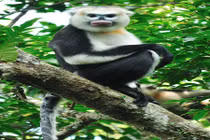 Vingroup công bố Chương trình bảo tồn động vật Vinpearl Safari