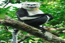 Vingroup công bố Chương trình bảo tồn động vật Vinpearl Safari