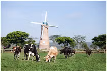 Sữa tươi Organic của Vinamilk “bắt sóng” người tiêu dùng Singapore