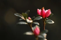 Xách ba lô lên và khám phá Vương quốc hoa đỗ quyên