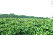 Phát huy nguồn lực đất nông nghiệp phục vụ cơ cấu lai nông nghiệp 