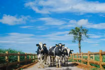 Vinamilk: Đại diện duy nhất của VN vào Top 10 DN xuất sắc nhất CA