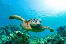 Kinh ngạc top động vật sở hữu giác quan thứ 6 "siêu phàm"