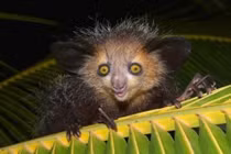 Top 10 động vật xấu "ma chê quỷ hờn" nhưng hoàn toàn vô hại