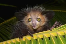 Top 10 động vật xấu "ma chê quỷ hờn" nhưng hoàn toàn vô hại