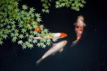 Top 10 động vật sống dai nhất quả đất: Có loài bất tử! 