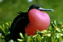 Top 12 loài chim kỳ quái nhất hành tinh, ai thấy cũng giật mình 