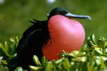 Top 12 loài chim kỳ quái nhất hành tinh, ai thấy cũng giật mình 