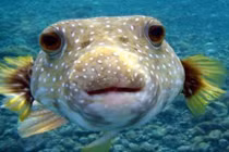 Top 15 động vật siêu đáng yêu nhưng nguy hiểm nhất quả đất 