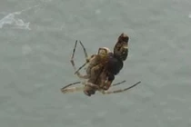 Nhện đực tẩu thoát nhanh như chớp sau màn "ân ái" nồng nhiệt